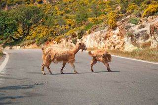 Cretan goats on the road.