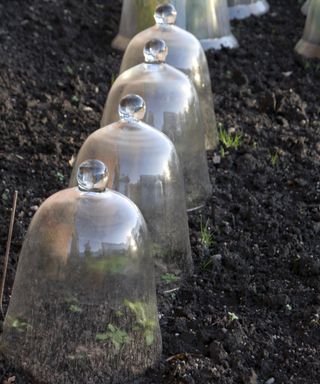 Vegetable seedlings protected from frost by a cloche