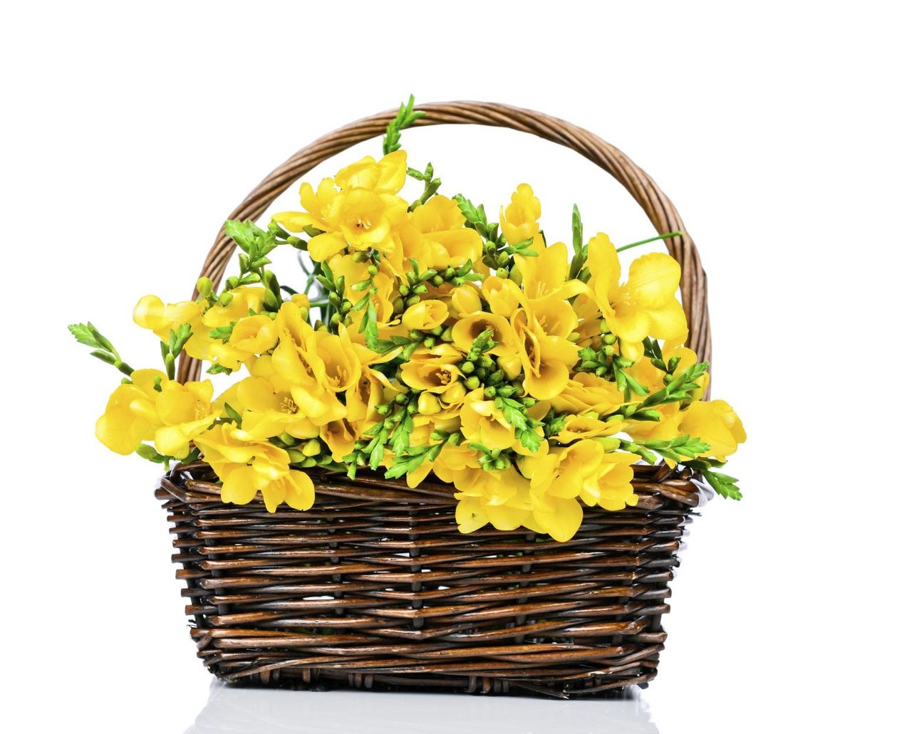 freesia in basket