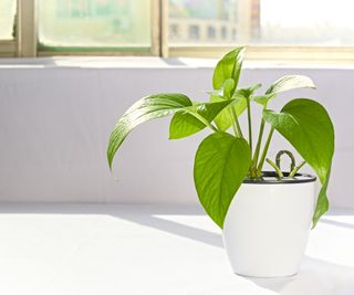 Pothos in sunlight