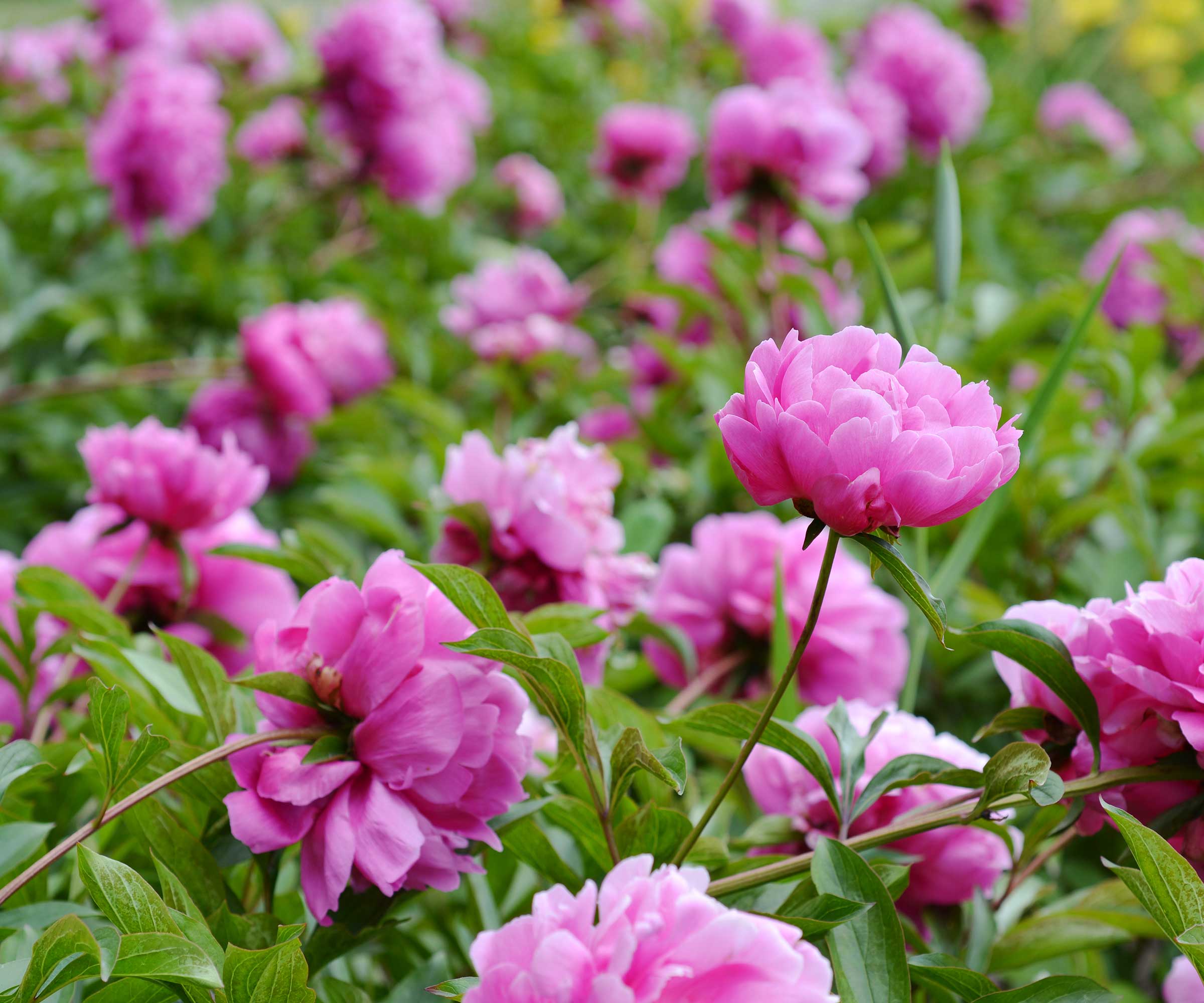 pink peonies in flower