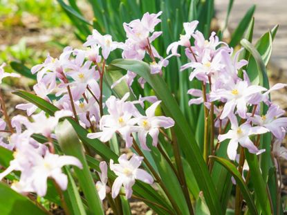 Glory Of The Snow Bulbs