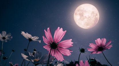 Full Moon June 2023: Romantic night scene - Beautiful pink flower blossom in garden with night skies and full moon. cosmos flower in night.