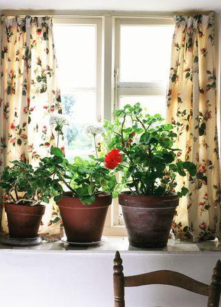 Three pots of scented geraniums on a kitchen windowsill