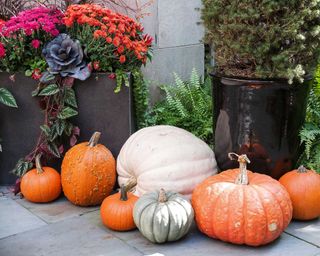 pumpkin display next to container garden