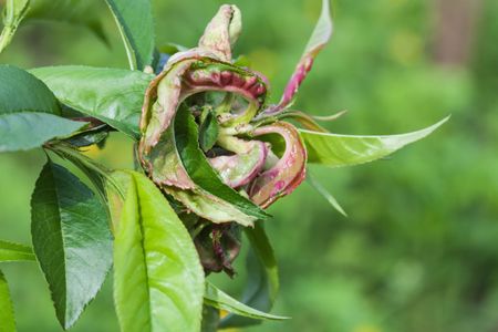 nectarine disease