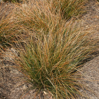Carex testacea at Crocus