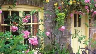 cottage garden roses around the door