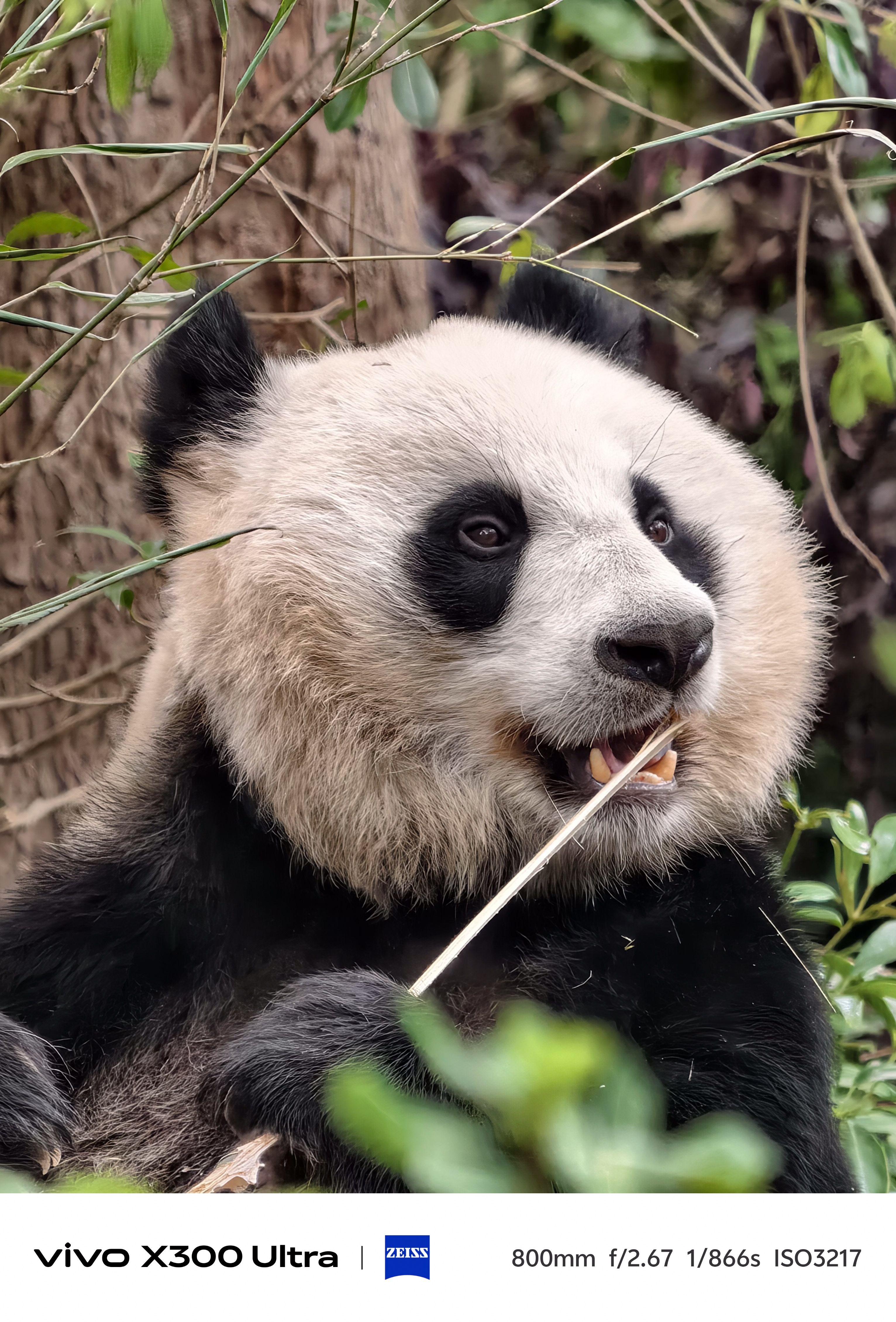 A close-up portrait of a giant panda looking to the side with its mouth open, chewing on a thin piece of bamboo.