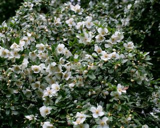 Nyman's Hybrid Eucryphia, Eucryphia x nymansensis