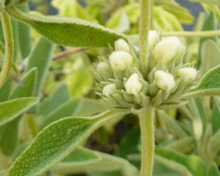 The white flowers of Phlomis purpurea Alba