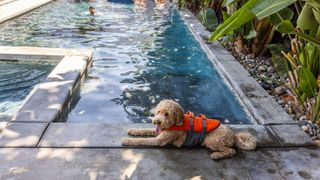 Dog sitting near the pool