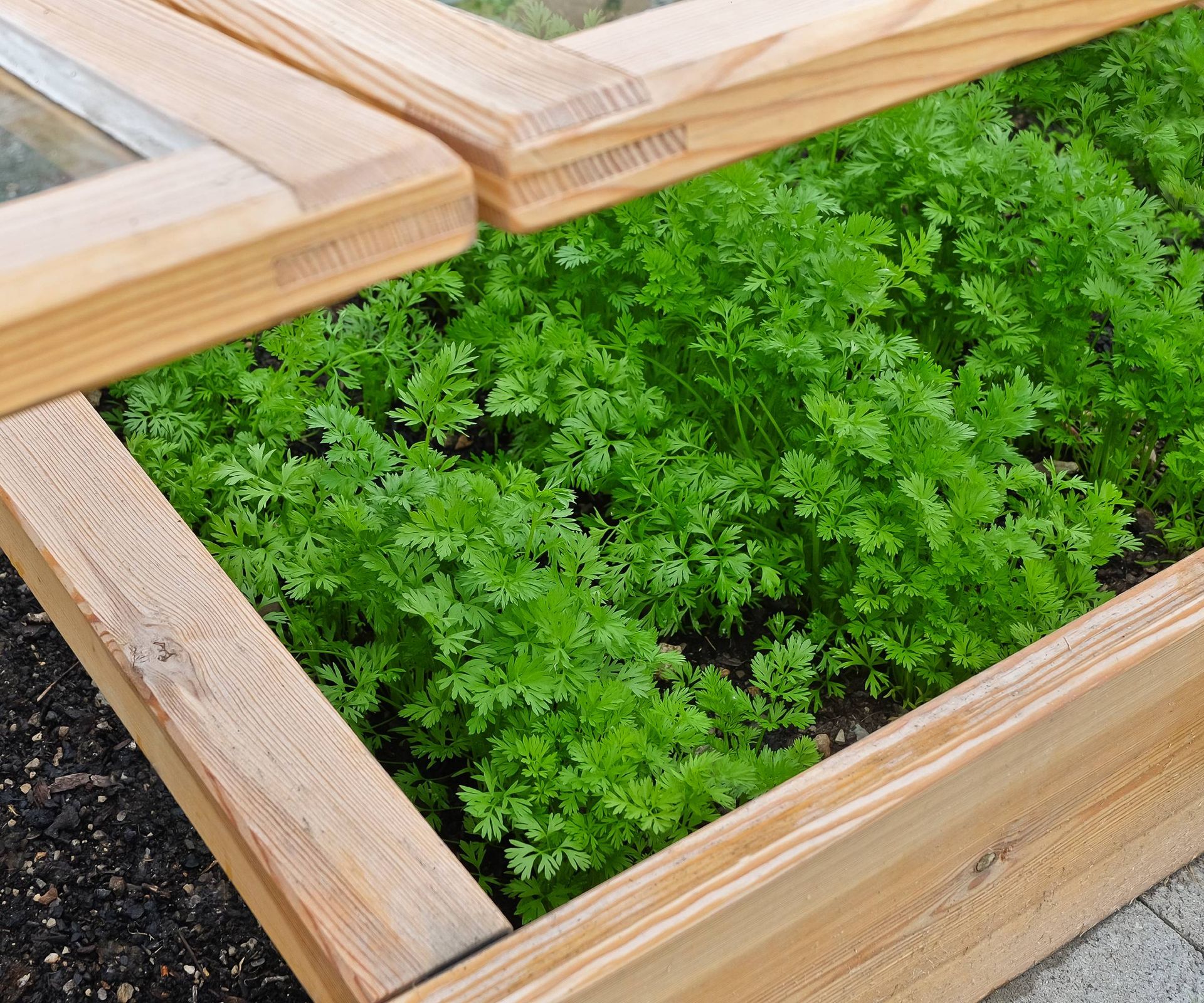 Parsley growing in a cold frame