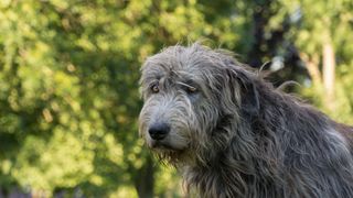 irish wolfhound