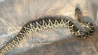 A rattlesnake with a mouse-size bulge in its stomach