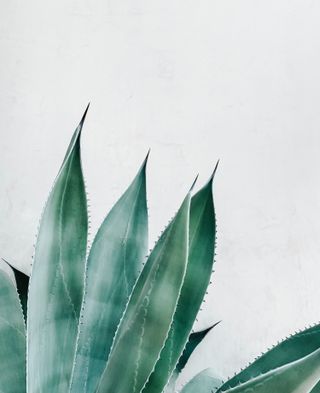 most poisonous plants for dogs: aloe