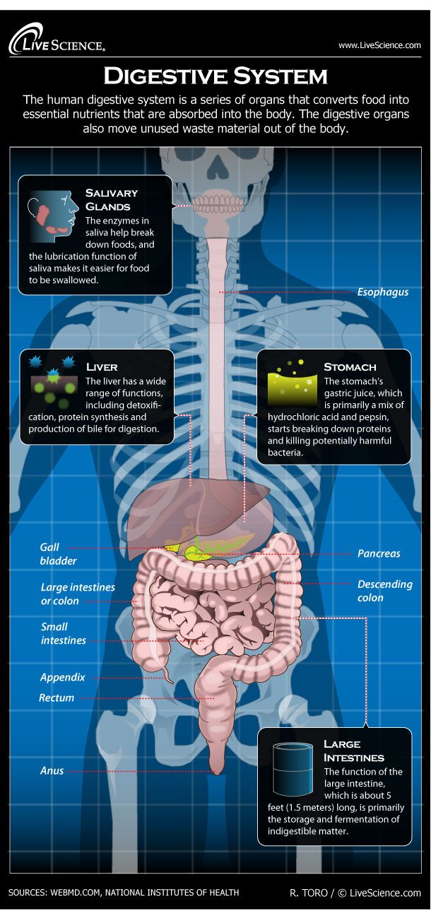 Digestive System Facts, Function & Diseases Live Science