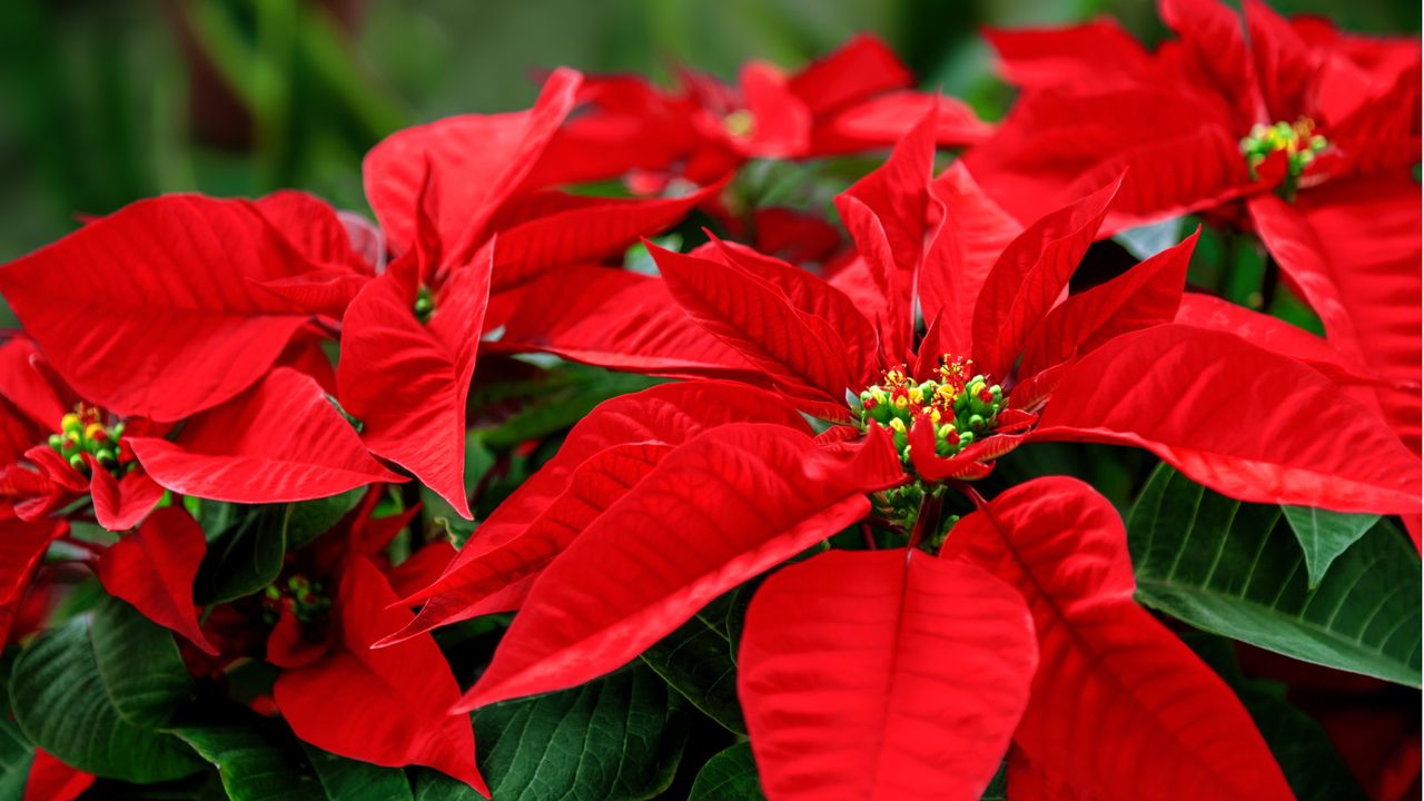 Can you grow poinsettias outdoors?