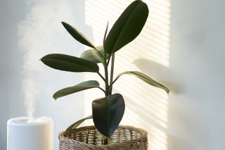 rubber plant next to a humidifier