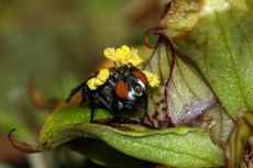 The orchid lures the flies into its carrion-scented boosom so the fly can pick up pollen and deposit it on other flowers.