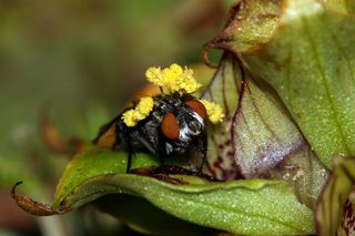 The orchid lures the flies into its carrion-scented boosom so the fly can pick up pollen and deposit it on other flowers.