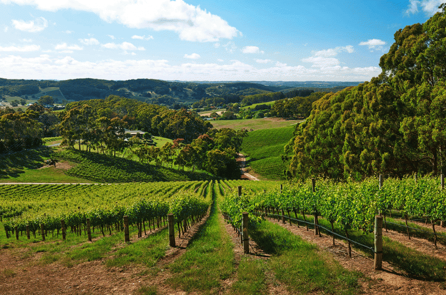 Adelaide Hills sparkling - Daosa - Bizot Vineyard