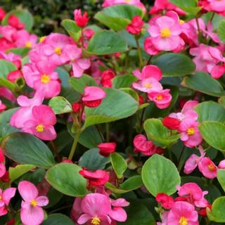 Rose PINK WAX BEGONIA 