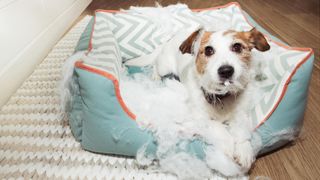 Dog destroyed pet bed