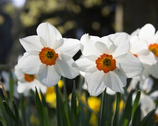 'Barrett Browning' daffodil flowers