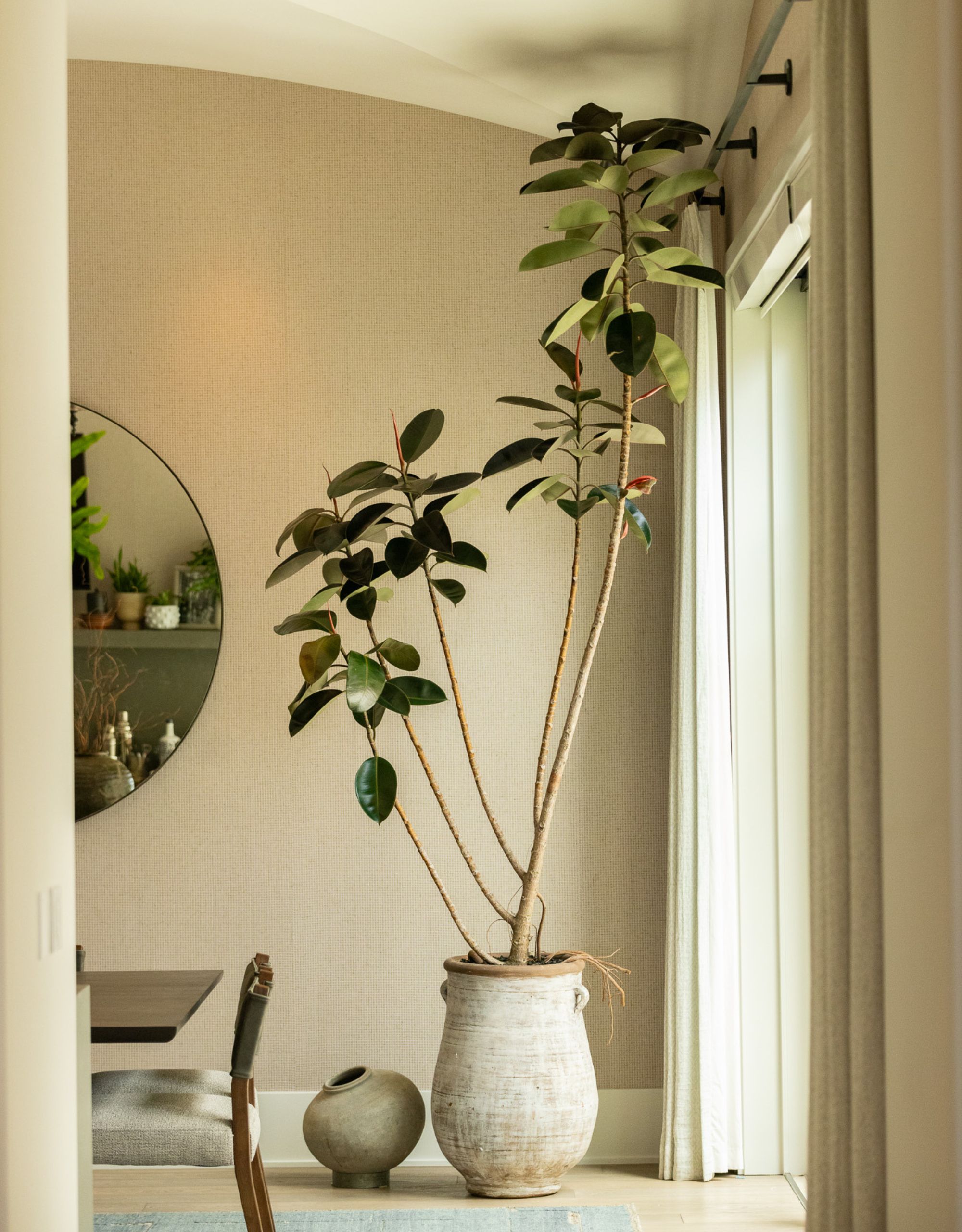 A large rubber tree styled in the corner of a neutral space by the plant daddies by a large window or door with floor-length cream curtains where the plant is the taller than the top of the curtains
