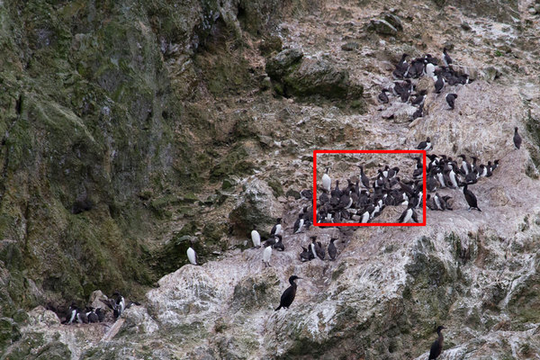 Colony of Califorina Common Murre seabirds, including chicks