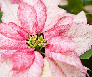 A white and red mottled poinsettia