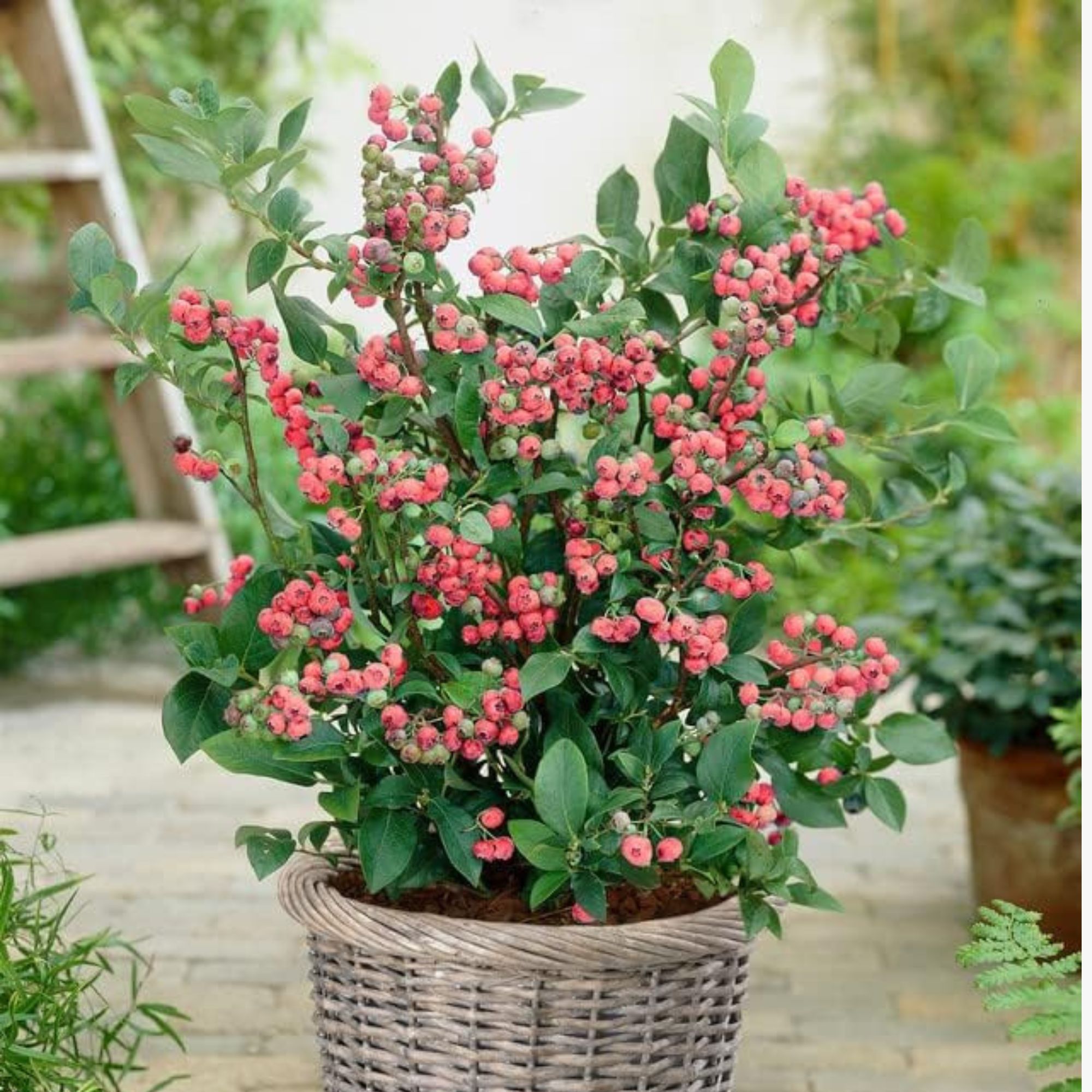 Pink Lemonade Blueberry Bush