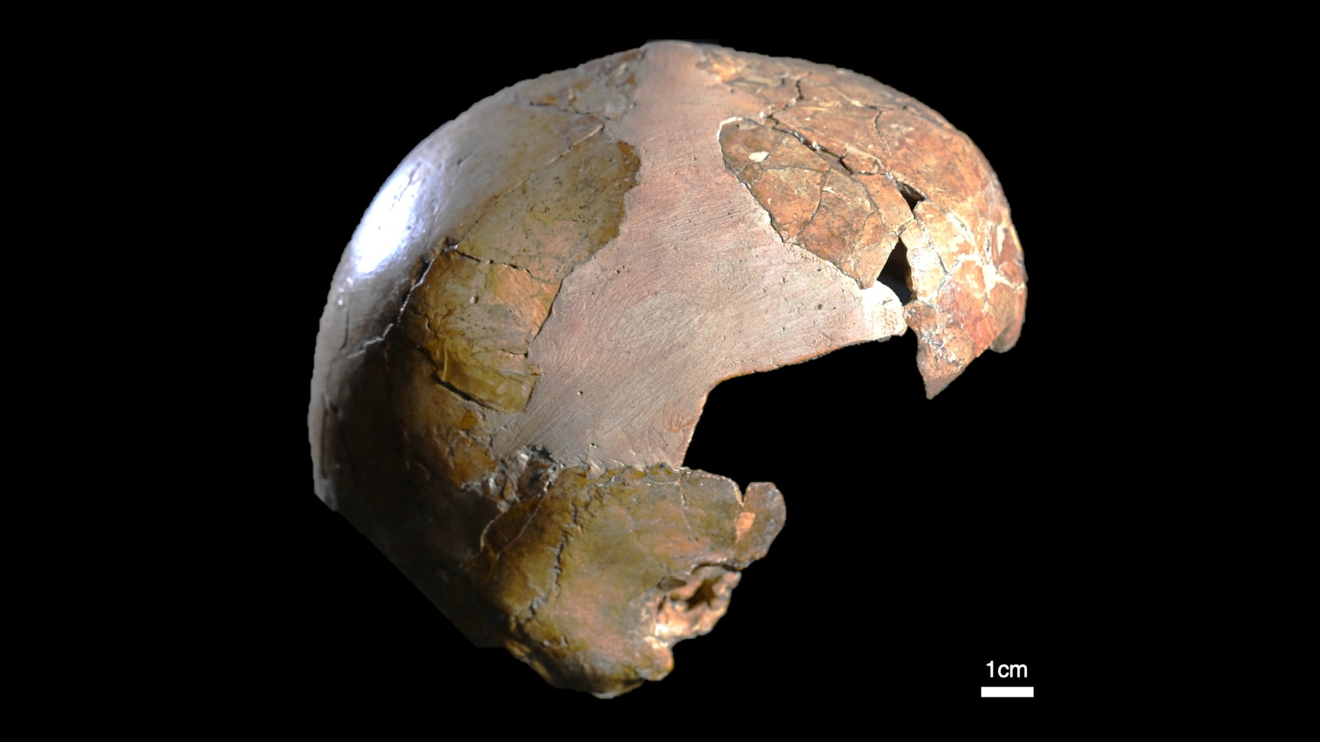 A photograph of the Skhul I braincase against a black background. 