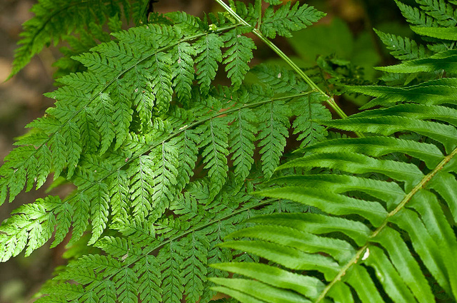 Bracken is poisionous to horses