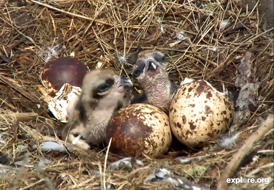 Osprey chicks