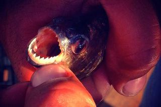 Marine biology, Nail, Fish, Flesh, Ray-finned fish, Turtle,