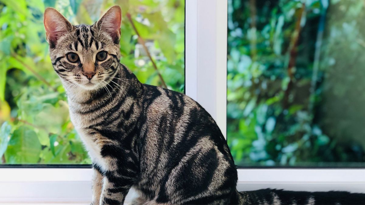 Cat sitting on windowsill 