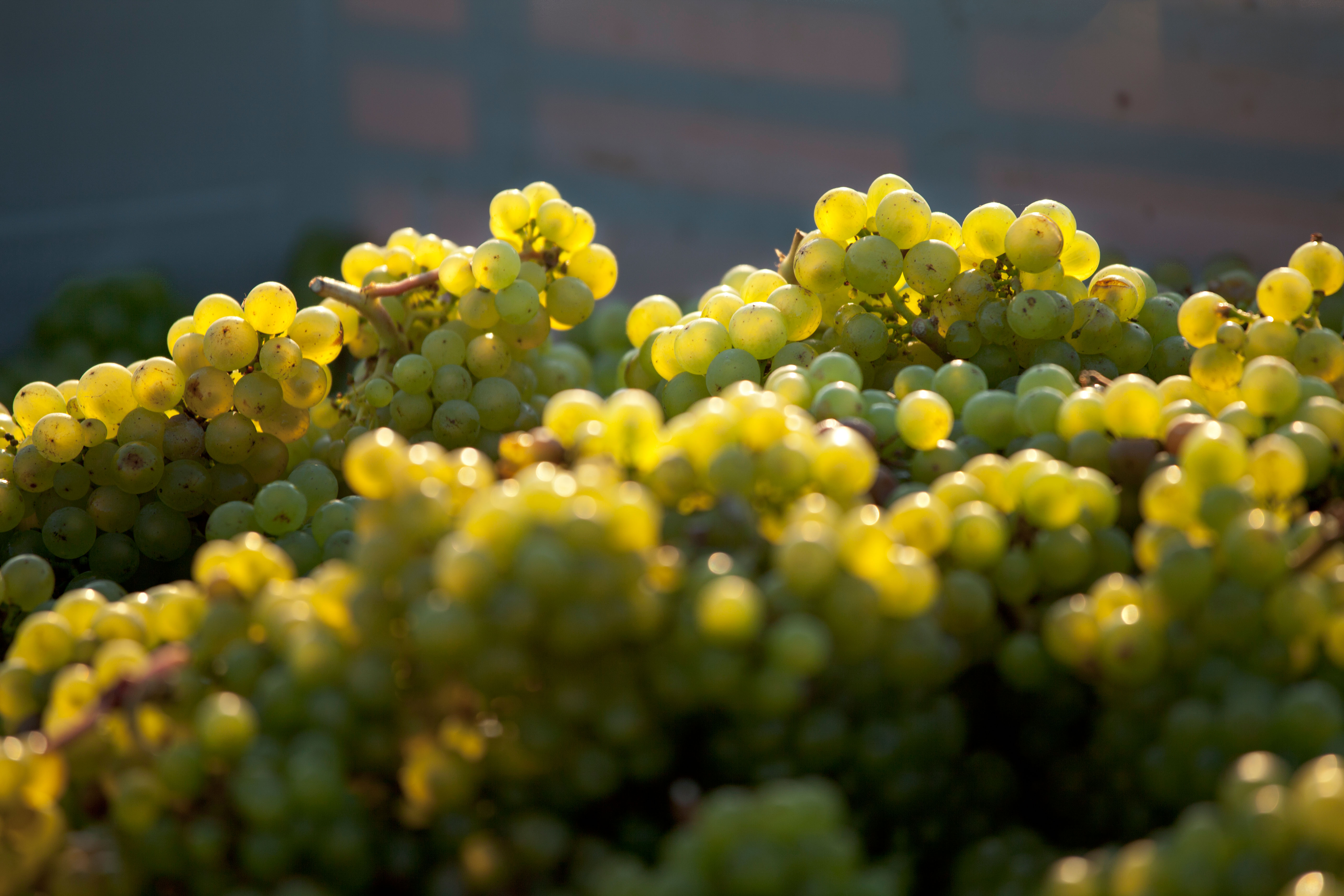 Freshly harvested Madeleine Angevine grapes glinting in the sun are a site to warm the soul. Even more so if you&#039;ve grown them yourself.