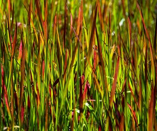 Japanese blood grass with green and red foliage