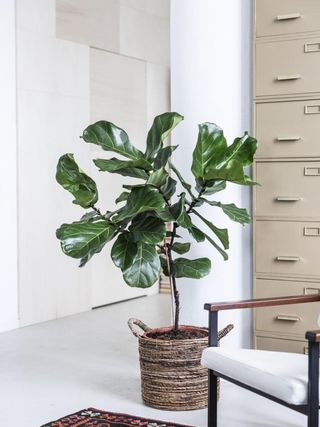 A fiddle leaf fig