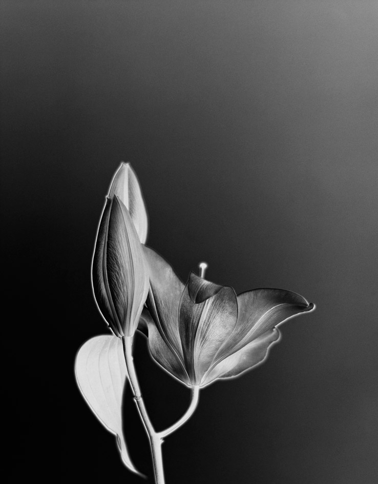 Lily in greyscale colour
