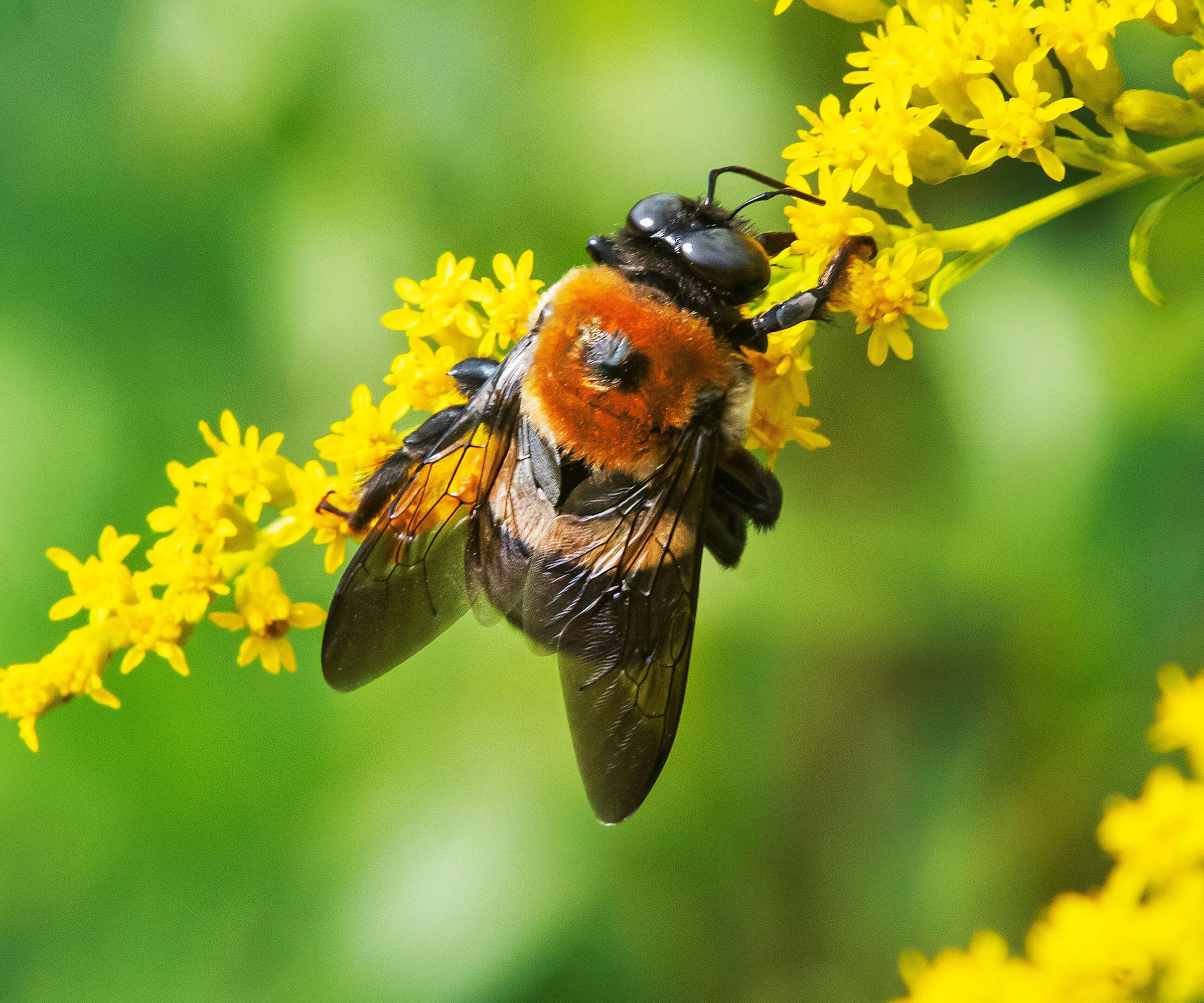 Bees on goldenrod