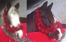 rescue ponies