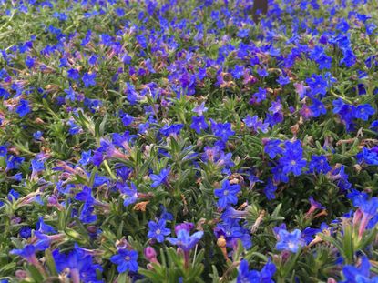 Lithodora