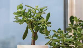 close up of a Jade plant