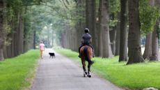 Image shows an unidentifiable horse and rider on a tree-lined path, and a dog being walked in the distance