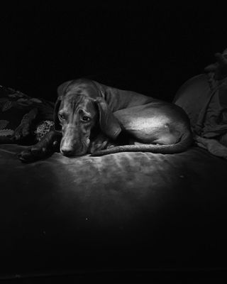 RSPCA Young Photographer Awards