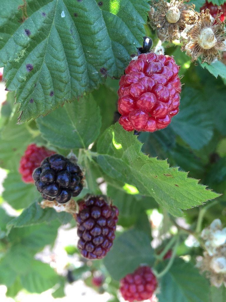 Caring For Container Grown Boysenberries Learn How To Grow Boysenberry