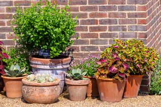 A collection of summer, terracotta flower pots planted with Coleus, Hibiscus, Salvia and Houseleeks against a sunny brick wall